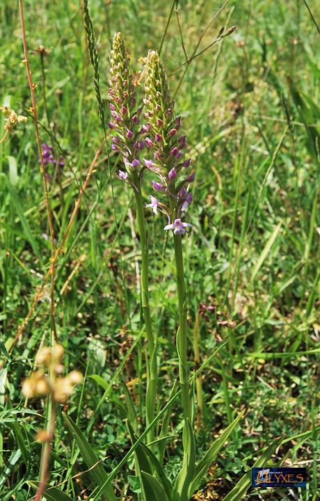 gymnadenia conopsea.JPG